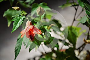 The open flower of Abutilon striatum in the vase