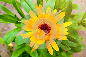 Flower with leaves Calendula, garden or English marigold on blurred green background. Calendula on the sunny summer day. Close up