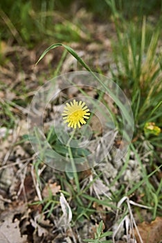 Flower and leaves close up of Hieracium pilosella plant