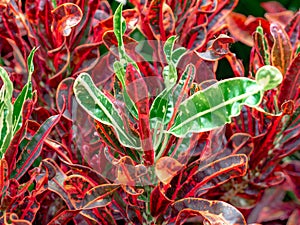Flower leaves of Codiaeum variegatum. Close up Green croton plant surrounded by red crotons