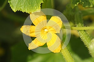 Flower and leaves of cucumber