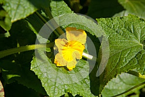 Flower and leaves of cucumber