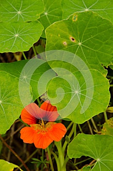 Flower and leaves of garden nasturtium. photo