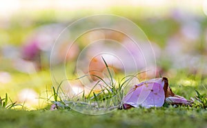 Flower leaves on ground, camelia petals, in park Terra Nostra, Azores