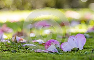 Flower leaves on ground, camelia petals, in park Terra Nostra, Azores