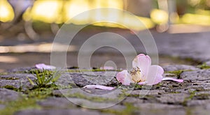 Flower leaves on ground, camelia petals, in park Terra Nostra, Azores