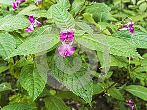 Flower and leaves of the Himalayan balsam, Impatiens glandulifera, classified ans an invasive non-native in the UK