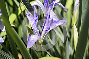 Flower and leaves of the iris spore