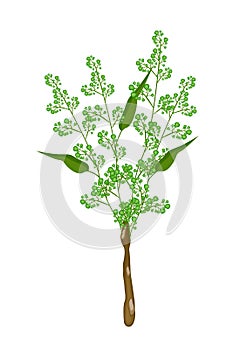 Flower and Leaves of Neem on White Background