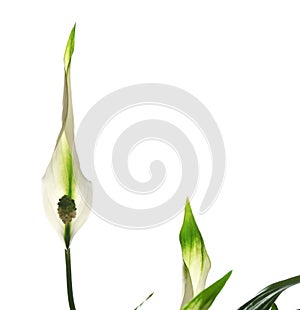 Flower and leaves of peace lily on white