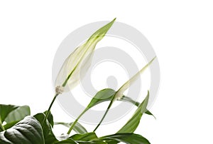 Flower and leaves of peace lily on white