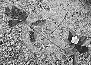 Flower, Leaves and Plant of Periwinkle - Vinca - on Soil with Long Shadow - Retro and Past - Nostalgia - Black and White - Grey