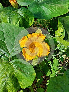 Flower and leaves of a pumpkin growing in the vegetable garden