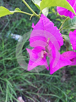 Flower leaves with raptured by flies at sides