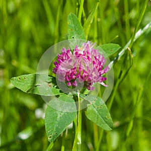 Flower and leaves of Red Clover, Trifolium pratense, with bokeh background macro, selective focus, shallow DOF