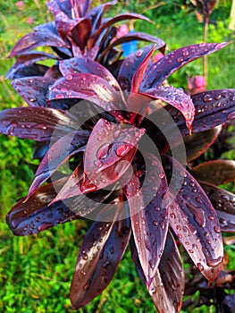 Flower leaves with small waterdrops in garden image