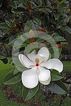 Flower and leaves of the southern magnolia vertical