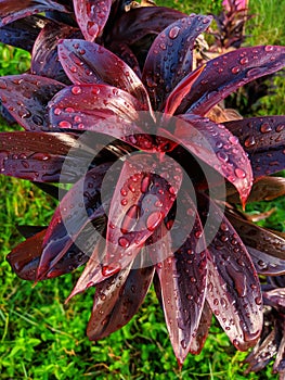 Flower leaves with waterdrops image