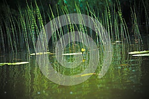 Flower and leaves of Yellow Water-lily Nuphar lutea. In the lake