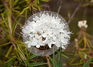 Flower ledum (Ledum)