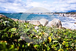 Flower and lelena floated on the Mediterranean coast by stones, Cagliari, Sardinia, Italy
