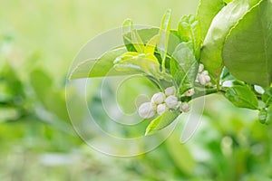 Flower of lemon tree branch