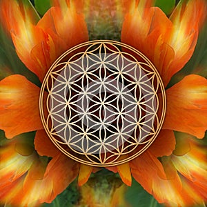 Flower Of Life on Canna Flowers Background