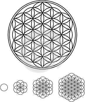 Flower Of Life Development