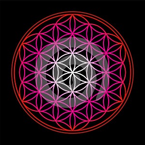 Flower Of Life Red Black Background