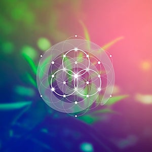 Flower of life sacred geometry illustration with intelocking circles and light dots in front of photographic background