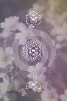 Flower of life. Tree of life. Sacred geometry spiritual new age futuristic illustration with transmutation interlocking circles