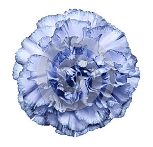 Flower light blue carnation on a white isolated background with clipping path. Closeup. No shadows. For design.