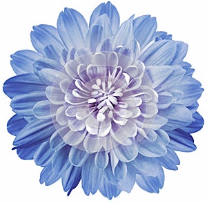 Flower light blue  chrysanthemum . Flower isolated on a white background. No shadows with clipping path. Close-up. Nature