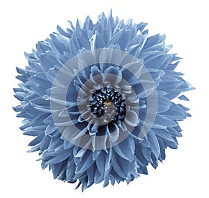 Flower light blue dahlia. White isolated background with clipping path. Closeup. no shadows. For design.