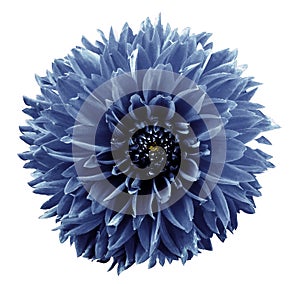 Flower light blue dahlia. White isolated background with clipping path. Closeup. no shadows. For design.