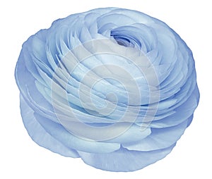 flower light blue rose. .Flower isolated on a white background. No shadows with clipping path. Close-up.