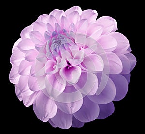 Flower light pink dahlia black isolated background with clipping path.