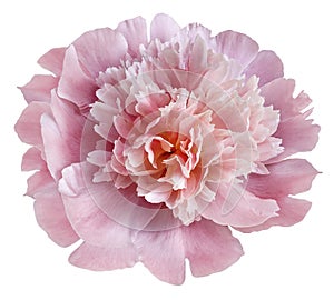 flower light pink peony isolated on a white background. No shadows with clipping path. Close-up.