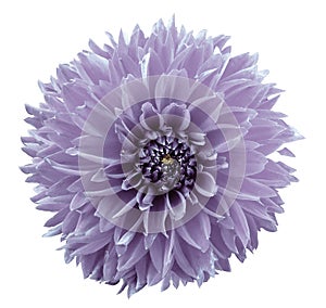 Flower light violet dahlia. White isolated background with clipping path. Closeup. no shadows. For design.