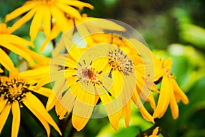 Flower Ligularia dentata orthello