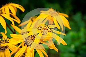 Flower Ligularia dentata orthello