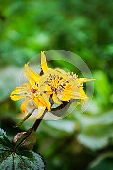 Flower Ligularia dentata orthello