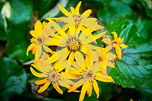 Flower Ligularia dentata orthello