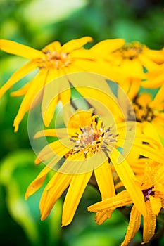 Flower Ligularia dentata orthello