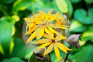 Flower Ligularia dentata orthello