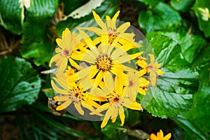 Flower Ligularia dentata orthello