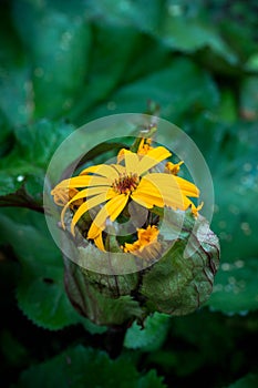 Flower Ligularia dentata orthello