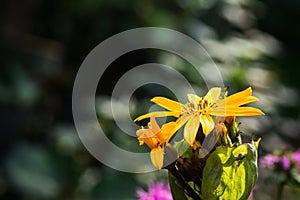 Flower Ligularia dentata orthello