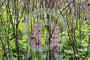 Flower lilac