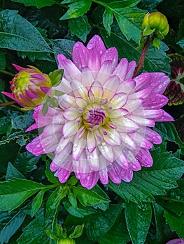 Flower. Lilac Dahlia in green leaves